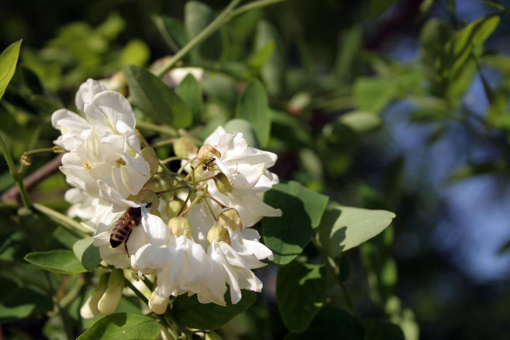 White acacia in bloom stock #4