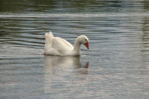 White Goose in Water