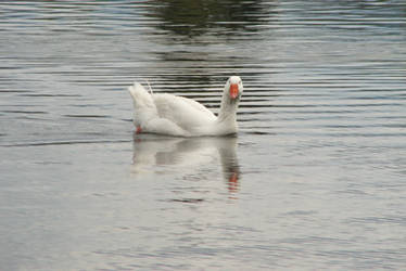 White Goose Stare in Water