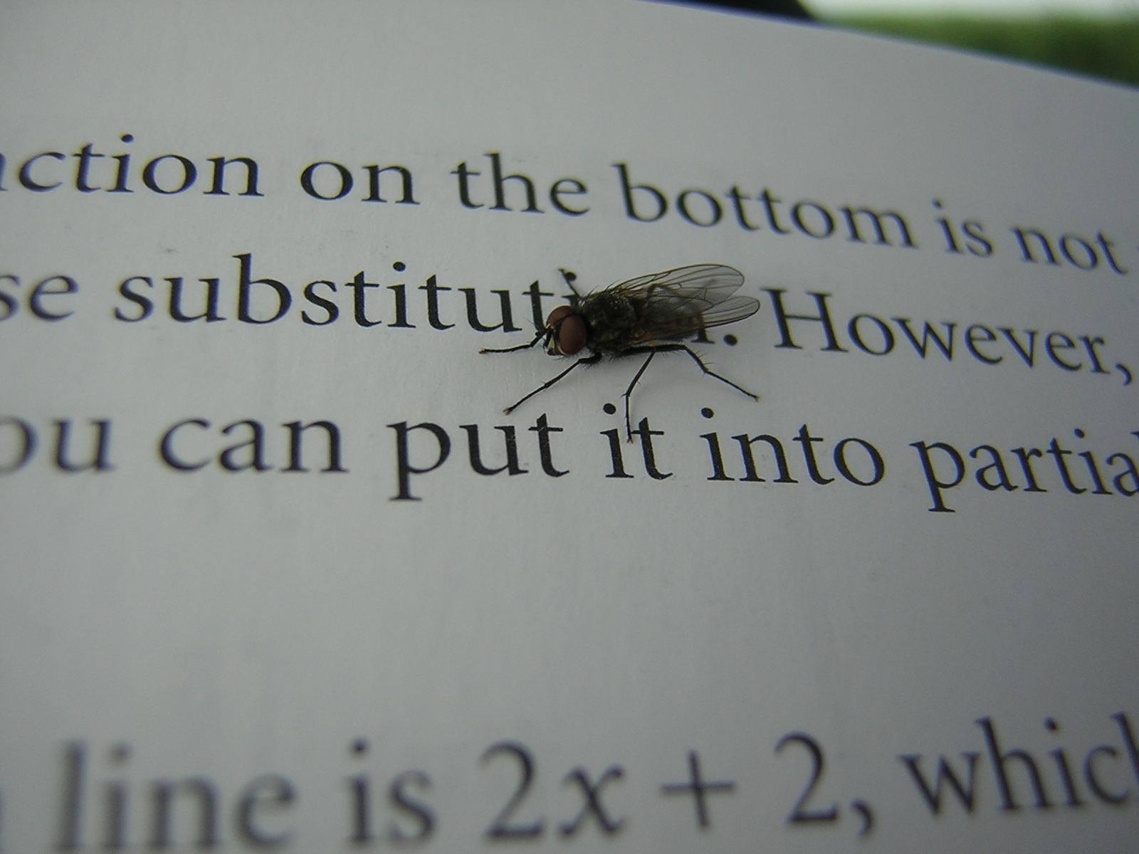 Mathematical fly