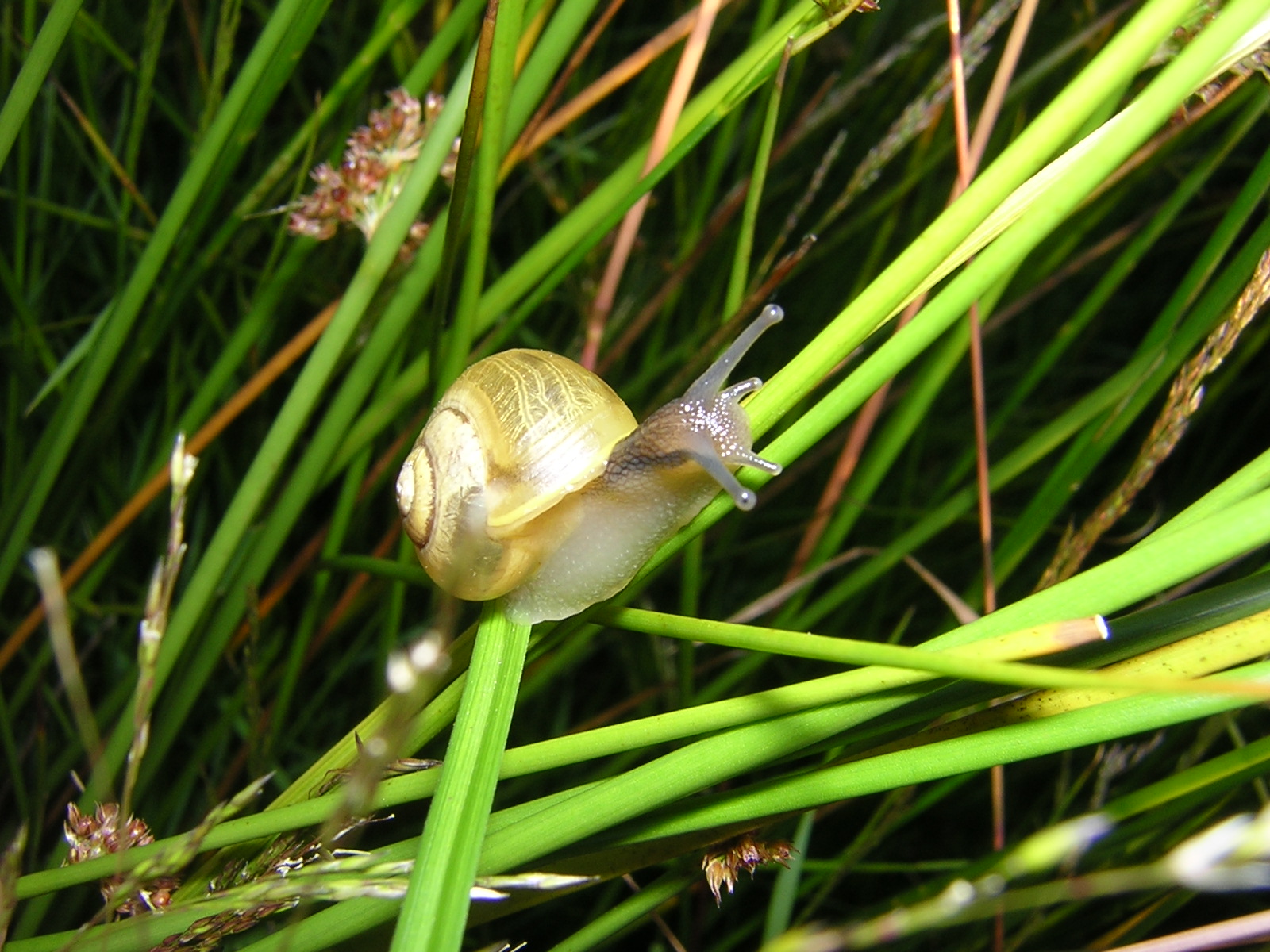 Snail