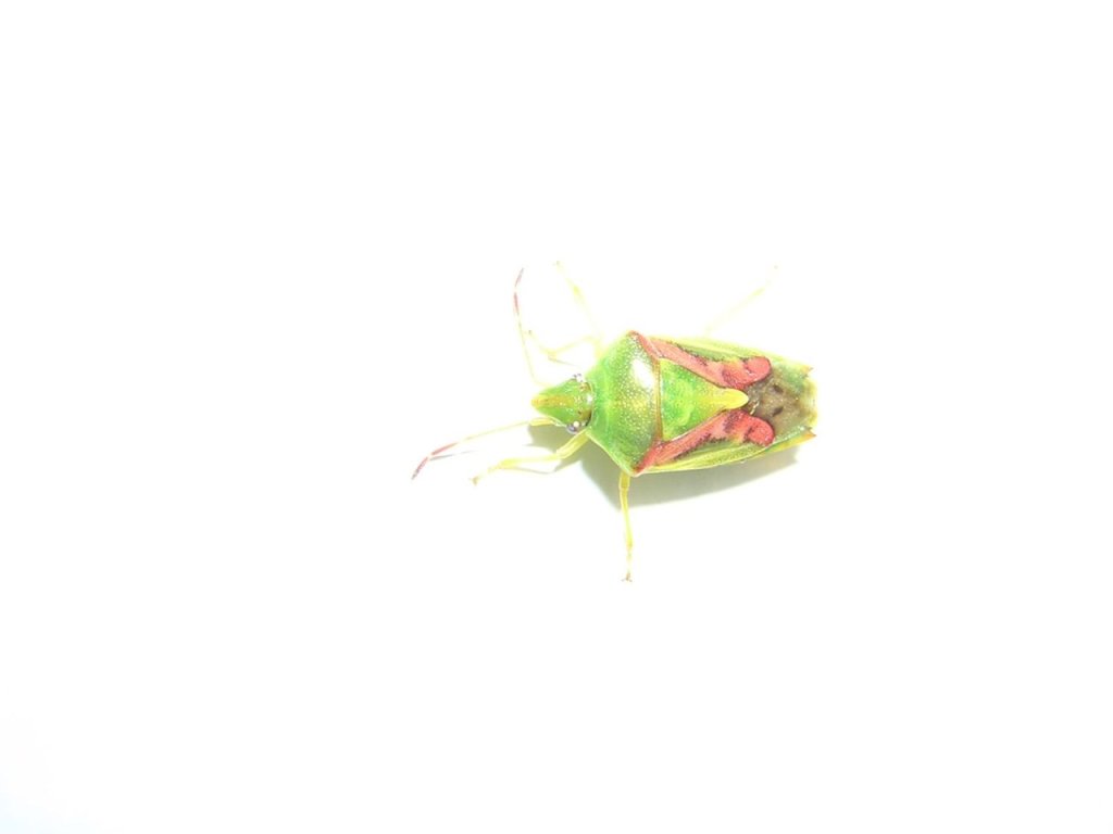 Green Bug