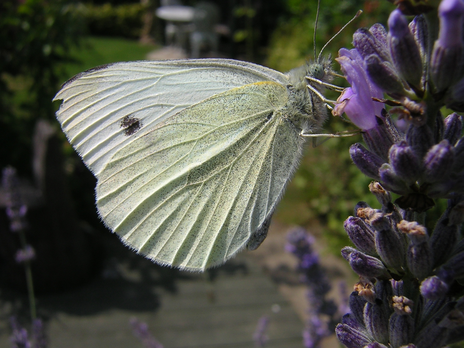 White butterfly