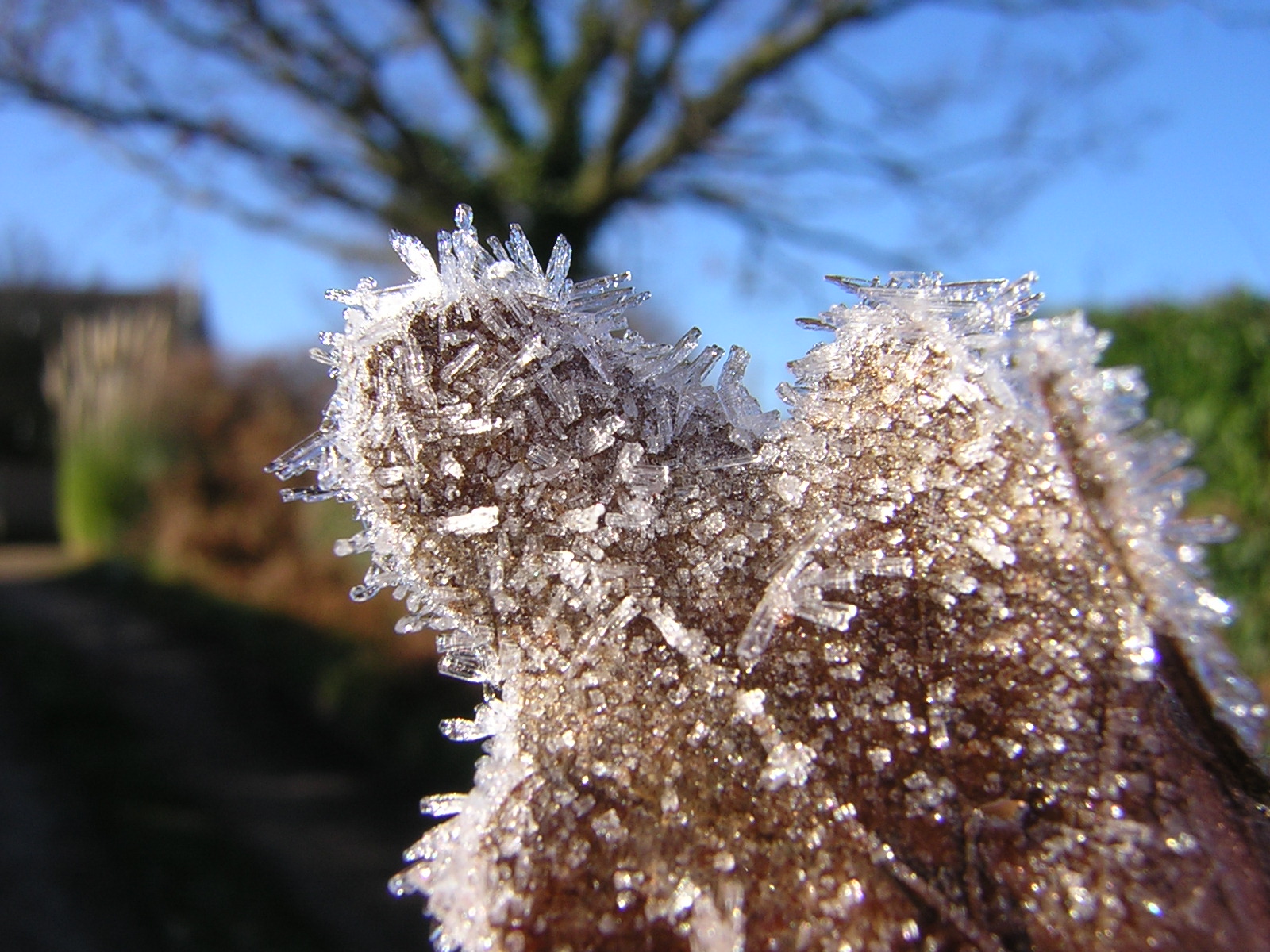 Frosty Morning 3