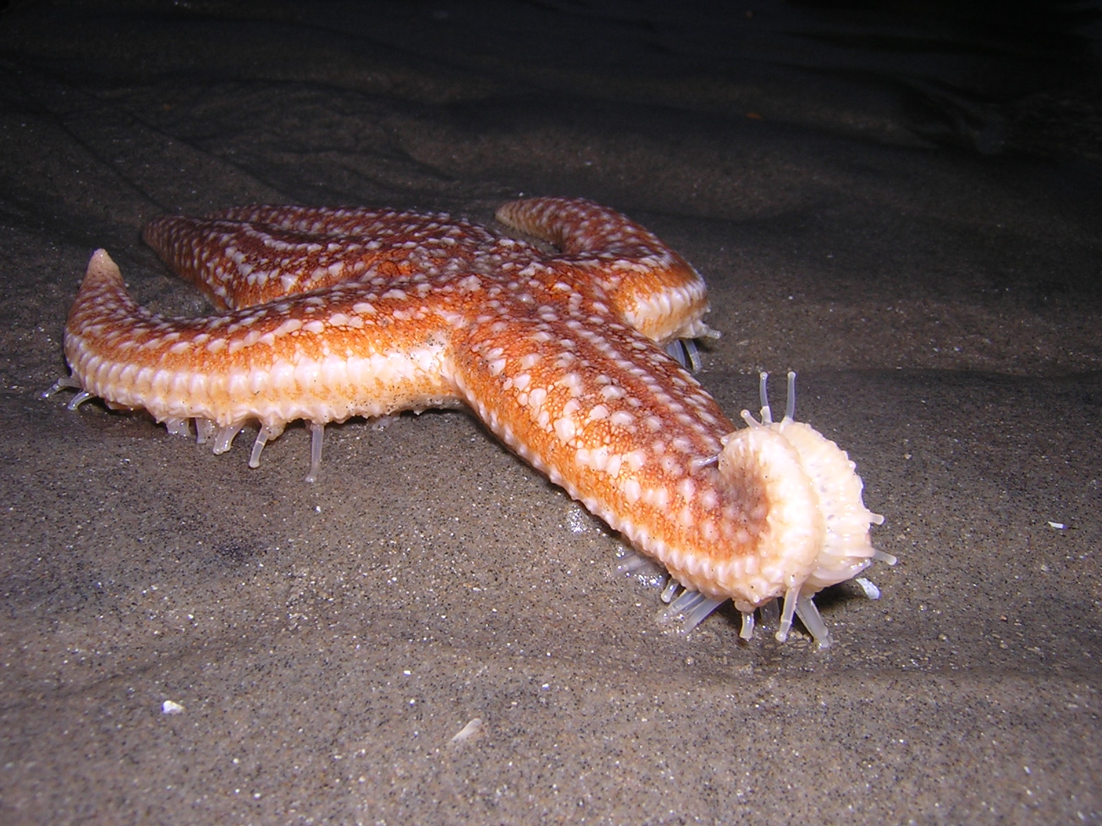 Starfish