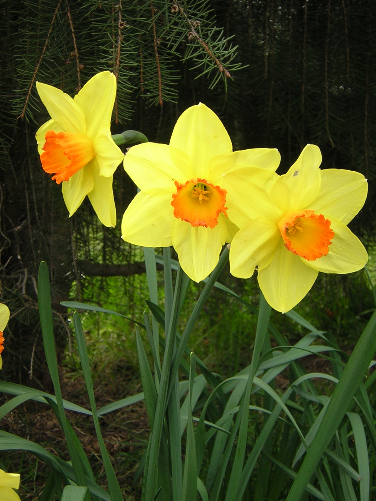 Daffodils 3