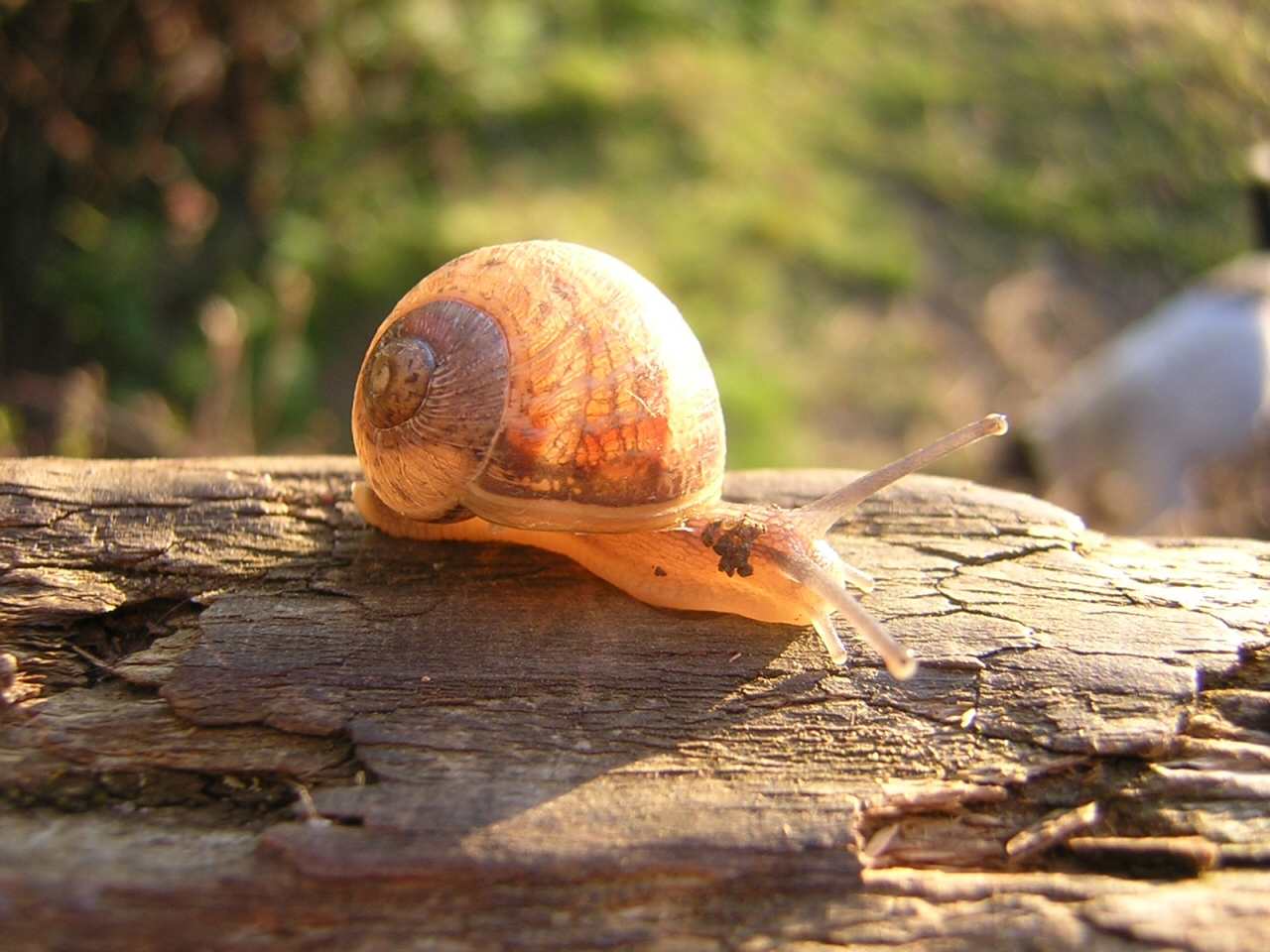 Snail 2