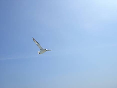 Seagull