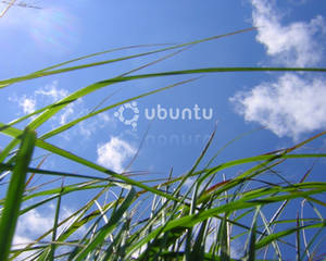 Ubuntu Grass