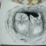 #79 The Nice Owl Couple From the Tree Hole Above
