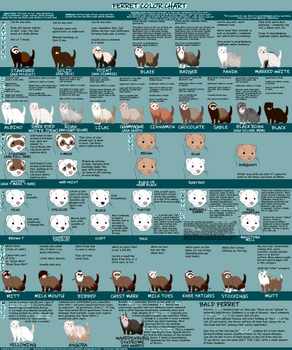 FERRET COLOR CHART v1.0