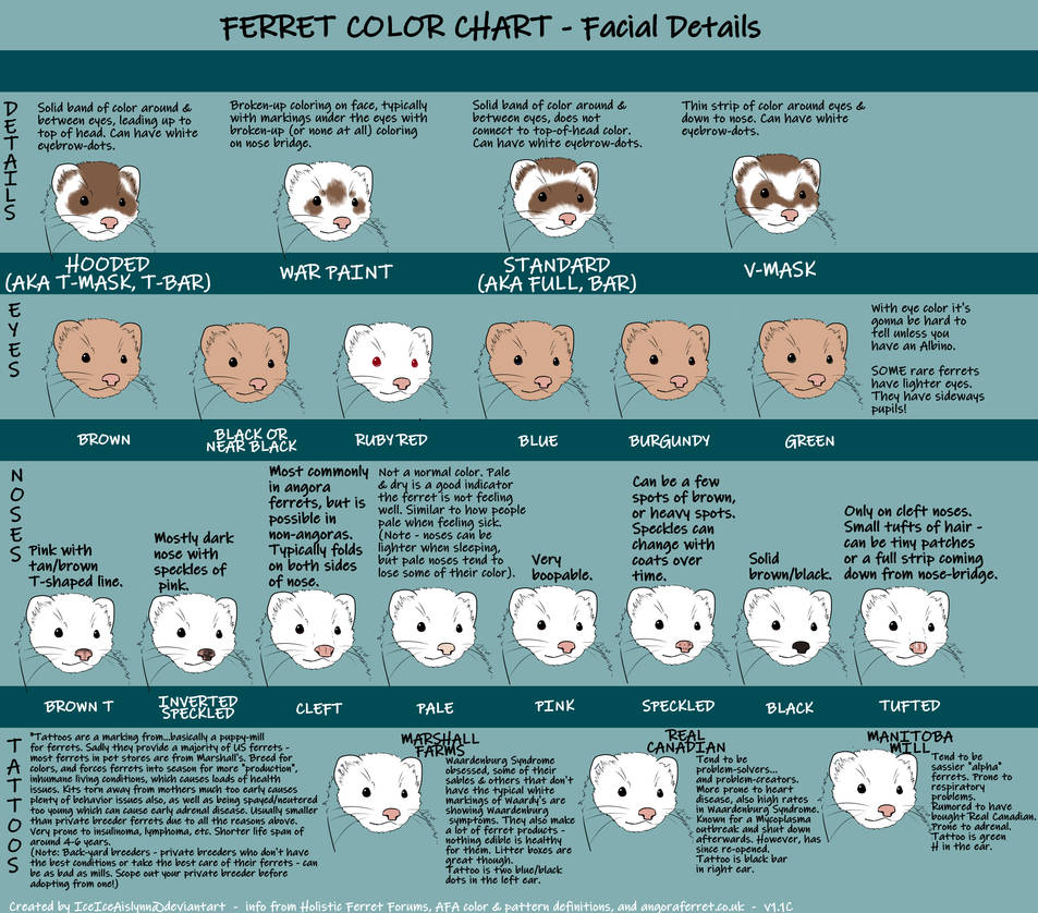 Ferret Color Chart