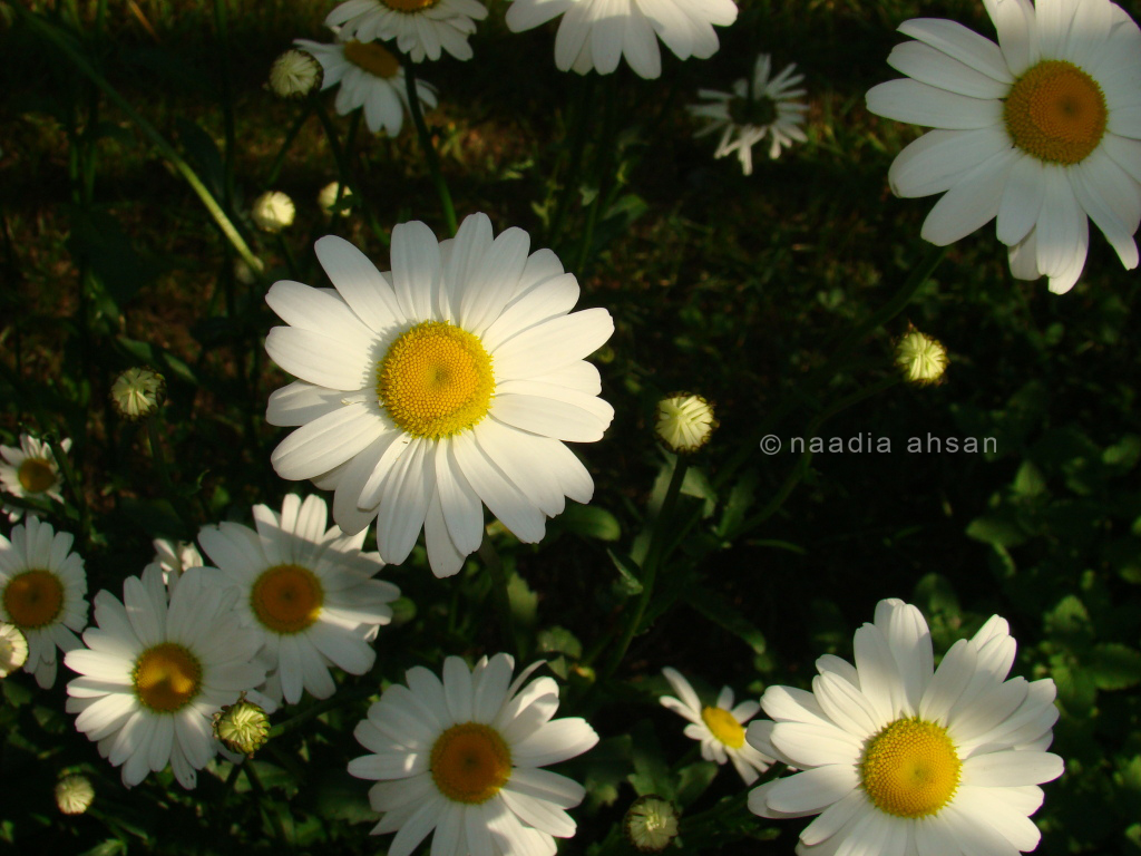 Daisies II