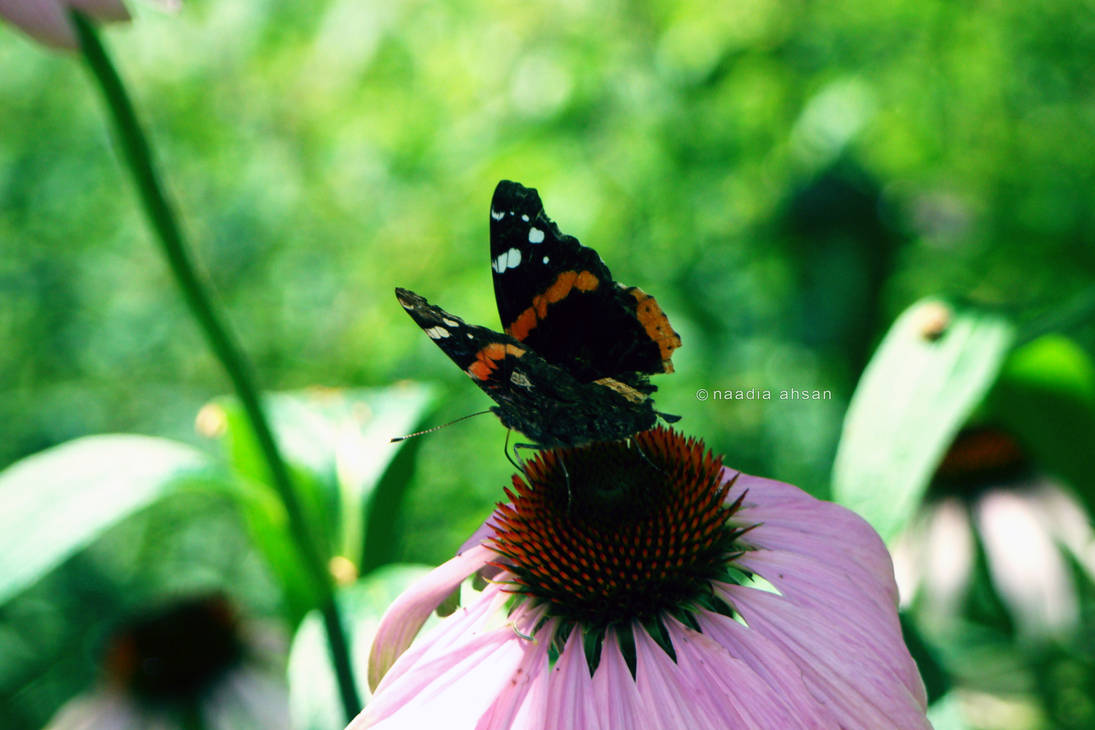 Bokeh and Butterflies