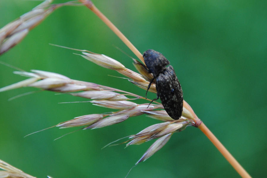 Mathali Insect insects3 by FotoLili on DeviantArt