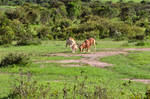 fighting.antelopes.1 by nalina24