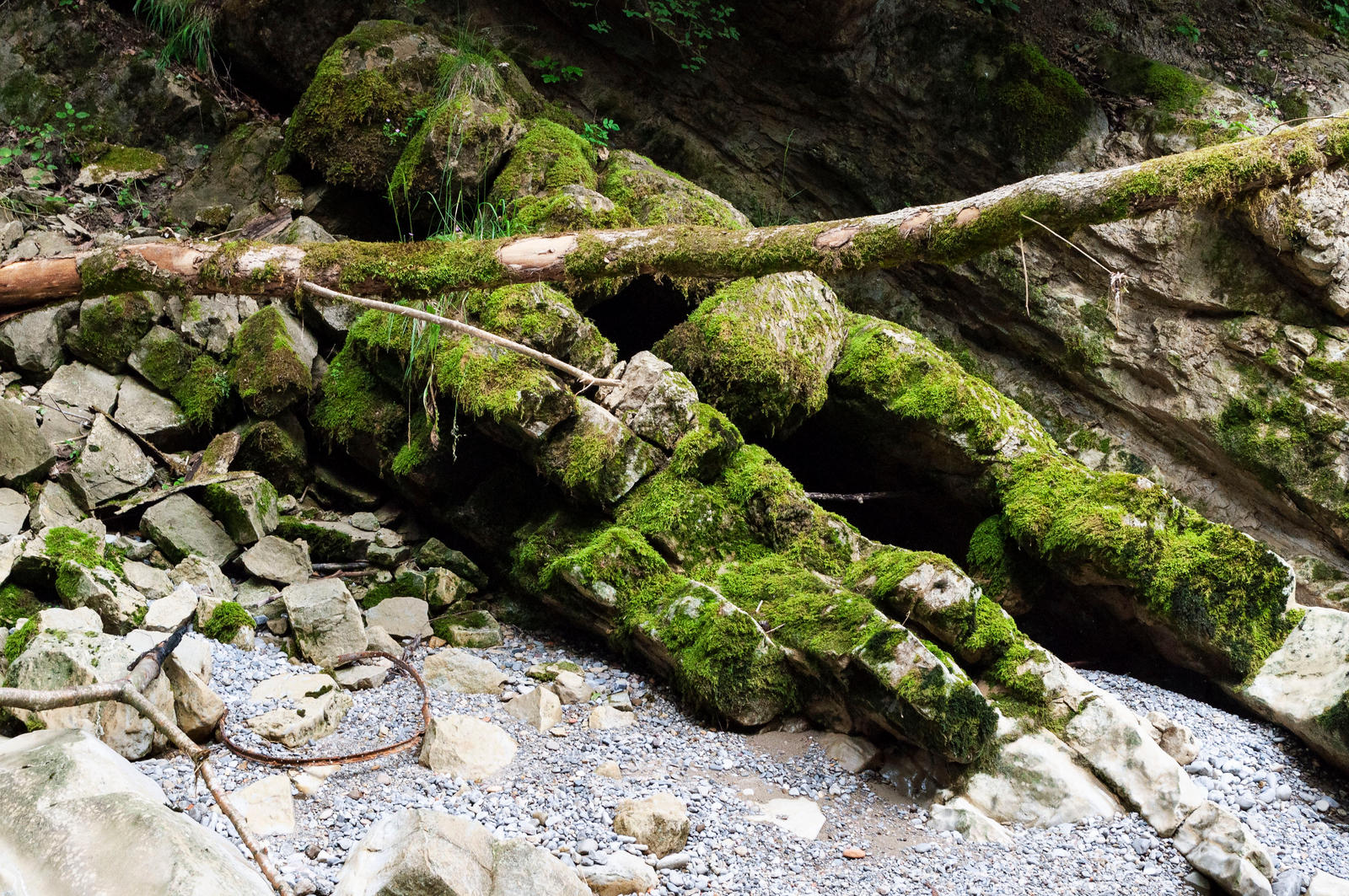 forest.river.5 by nalina24 on DeviantArt