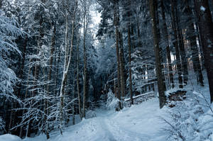 forest.winter.22