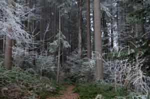 forest.winter.50