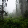 forest.rain.63