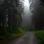 forest.rain.66