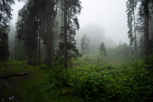 forest.rain.71