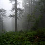 forest.rain.75