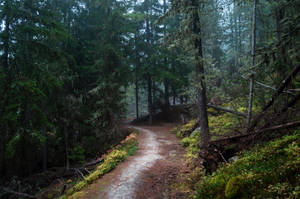 forest.autumn.66