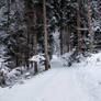 forest.winter.120