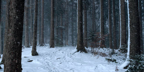 forest.winter.129