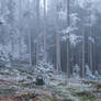 forest.winter.135