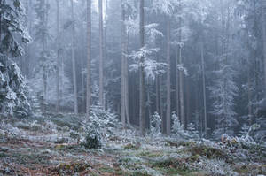 forest.winter.135