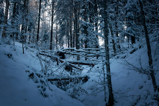 forest.winter.153