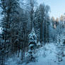 forest.winter.158