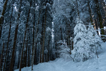 forest.winter.162