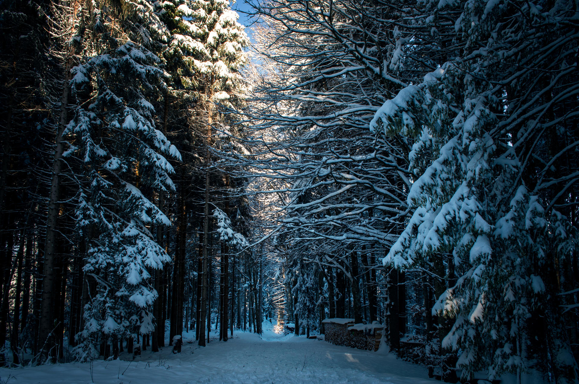 forest.winter.166 by nalina24 on DeviantArt