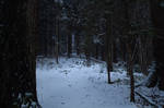 forest.winter.334 by nalina24