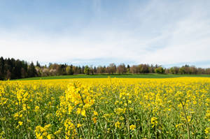 spring.158