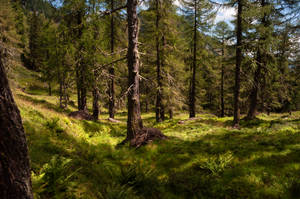 forest.summer.25.39