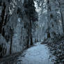 forest.winter.383