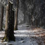 forest.winter.392