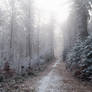 forest.winter.410