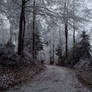 forest.winter.445