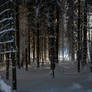 forest.winter.448