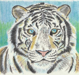 White Tiger 2