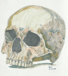 Skull 4 by Enlee-Jones