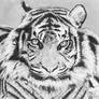 Tiger 2