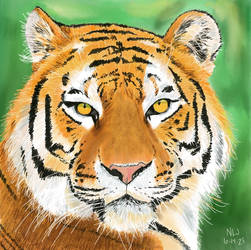 Tiger in Color