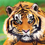 Tiger In Color 2