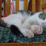 Sleeping Baby